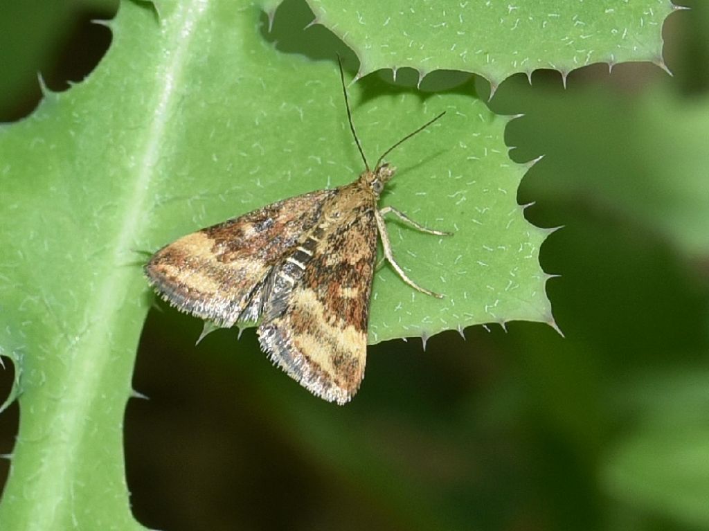 Farfalla da ID: Pyrausta despicata - Crambidae